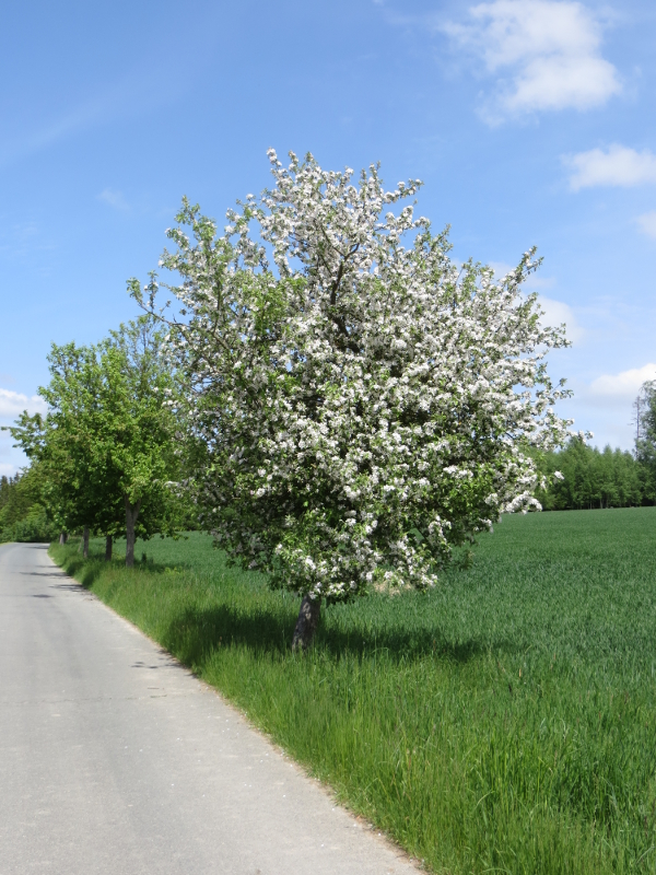 blühender Apfelbaum am Weg