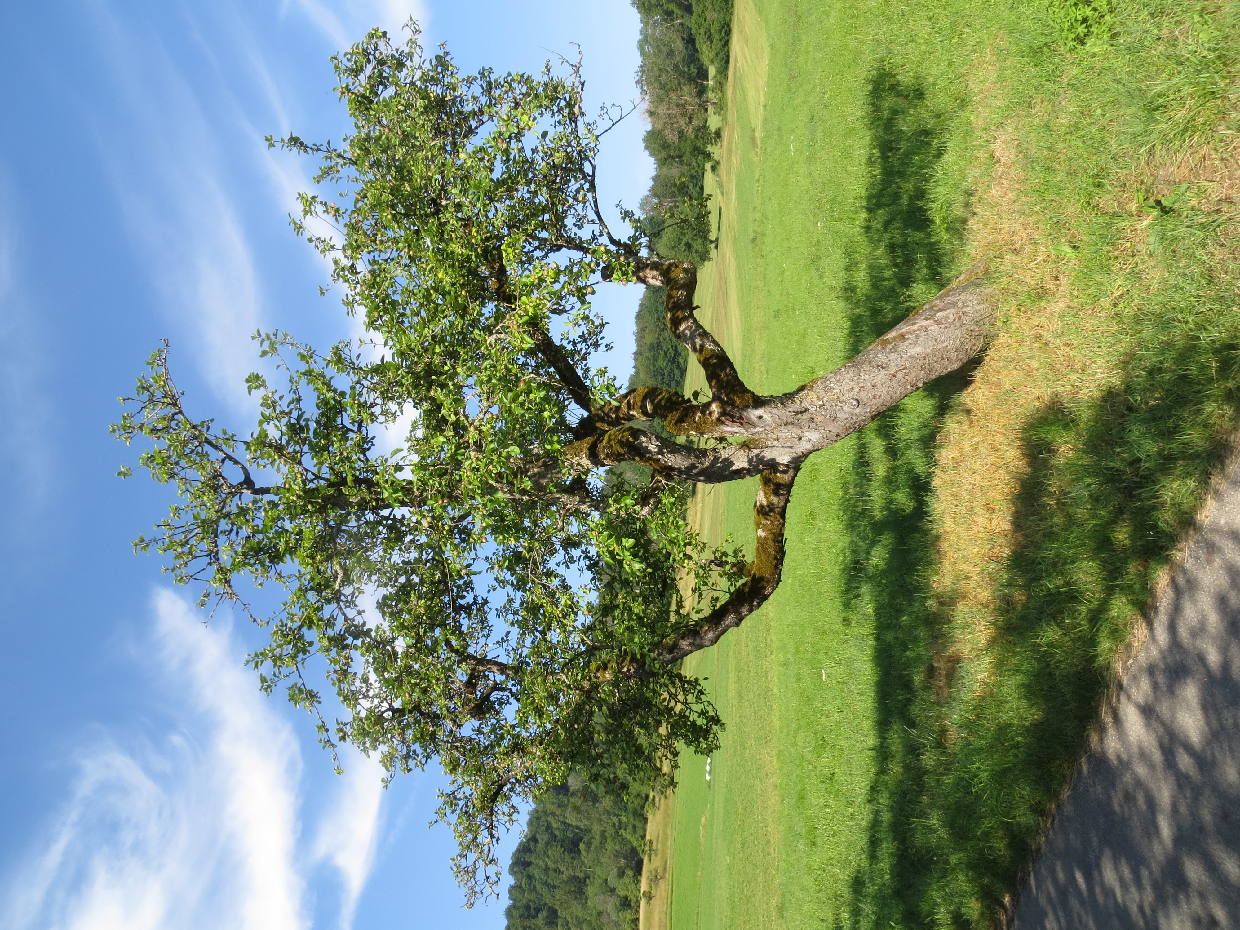 Apfelbaum am Weg