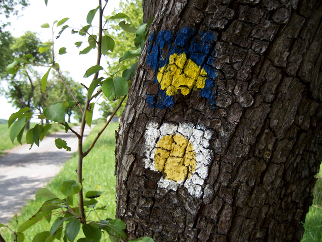 Muschelzeichen am Baumstamm